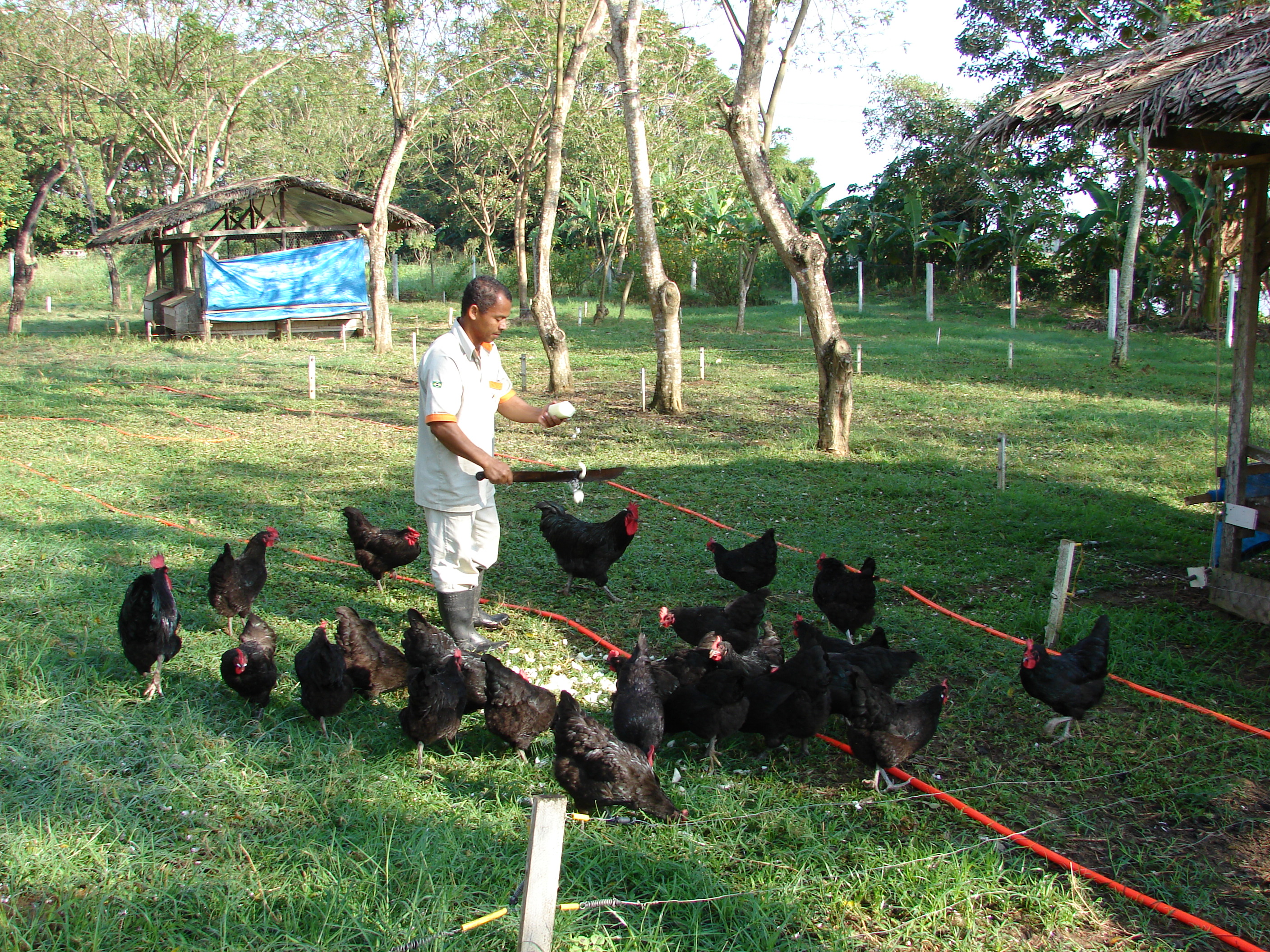 Alimentando aves Gigante Negro -agroecologia