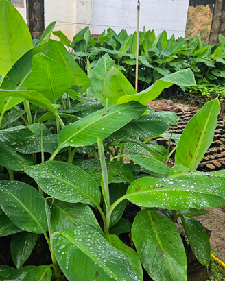 Foto: Reprodução/Secom Espírito Santo