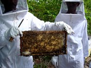 d7c87-apicultura-(4)