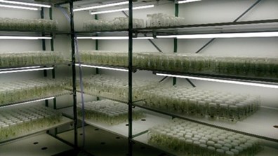 Cultura de ápices caulinares in vitro. Foto: Francisco Vilela/Embrapa 