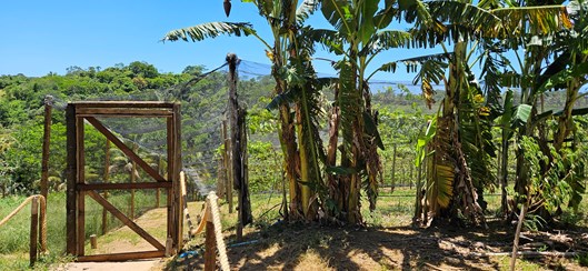 Outra recomendação, no entorno das videiras, foi a plantação de bananeiras com a finalidade de quebrar o impacto dos ventos. (Crédito: Daniel Borges/Incaper)