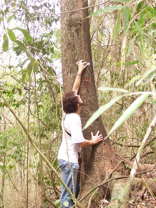 Incaper - Pesquisas em escala mundial revelam mudanças de florestas tropicais por meio de parcelas de avaliação permanente