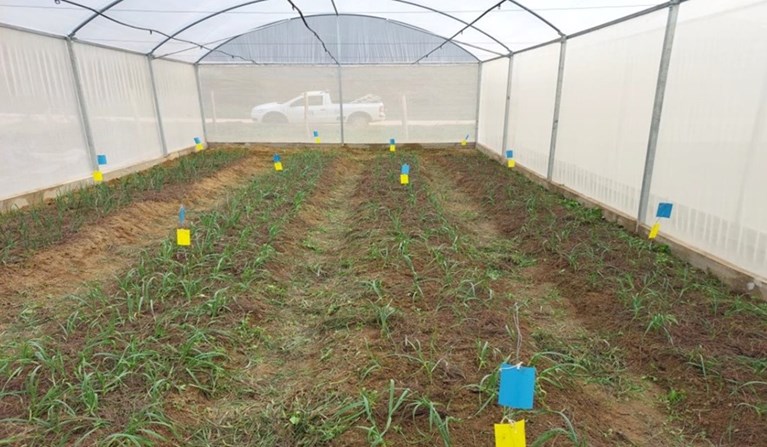 Interior do telado no CPDI Serrano do Incaper - Foto: Andrea Costa