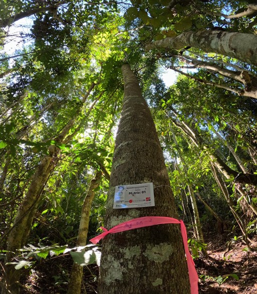 Pesquisadores selecionaram &aacute;rvores matrizes com potencial para uso produtivo e ambiental   Foto: acervo do projeto