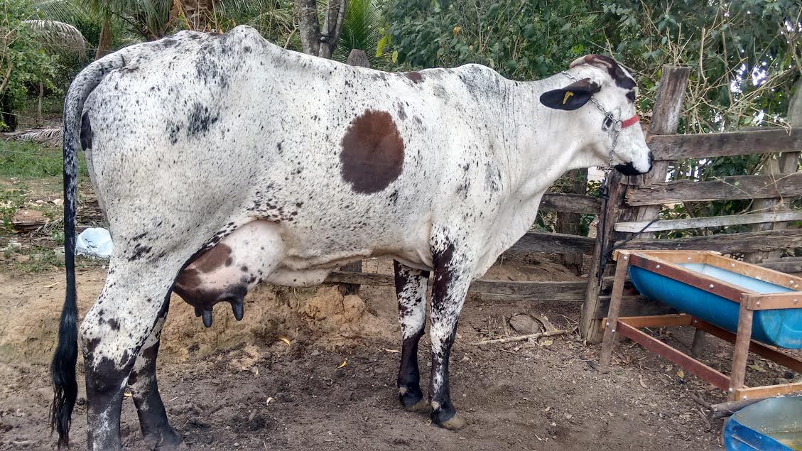 Incaper realiza curso sobre bovinocultura de leite e corte.