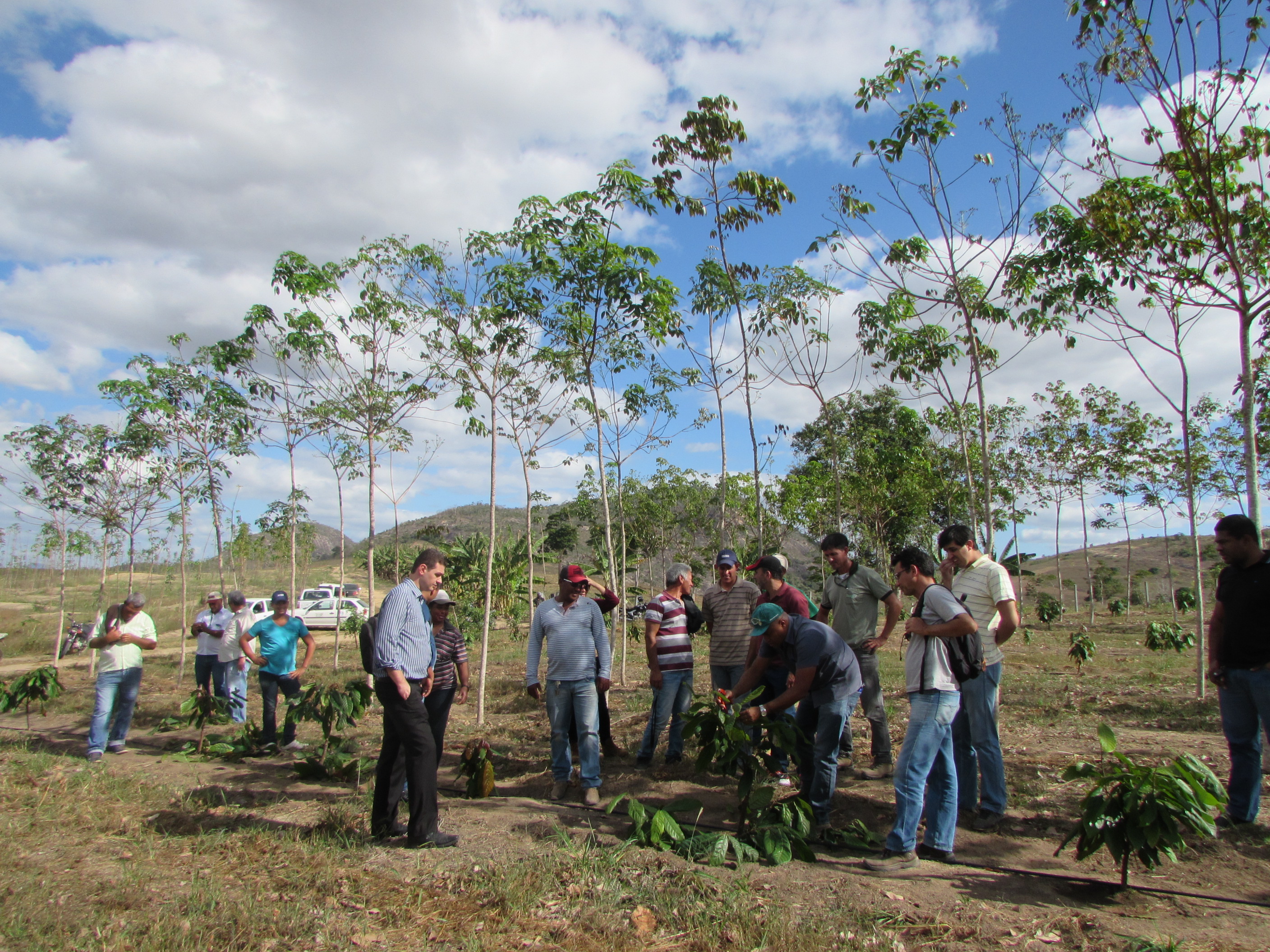 Demostração de Método de Poda de Formação do Cacau Fazenda Santa Monika - Ecoporanga