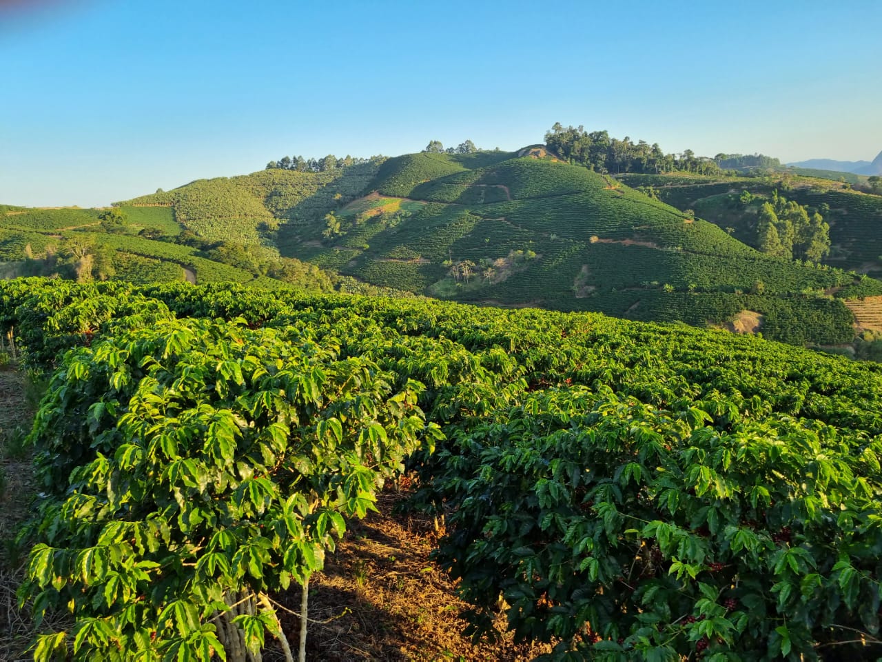 Novas cultivares de café arábica são indicadas para plantio no estado do  Espírito Santo - Portal Embrapa