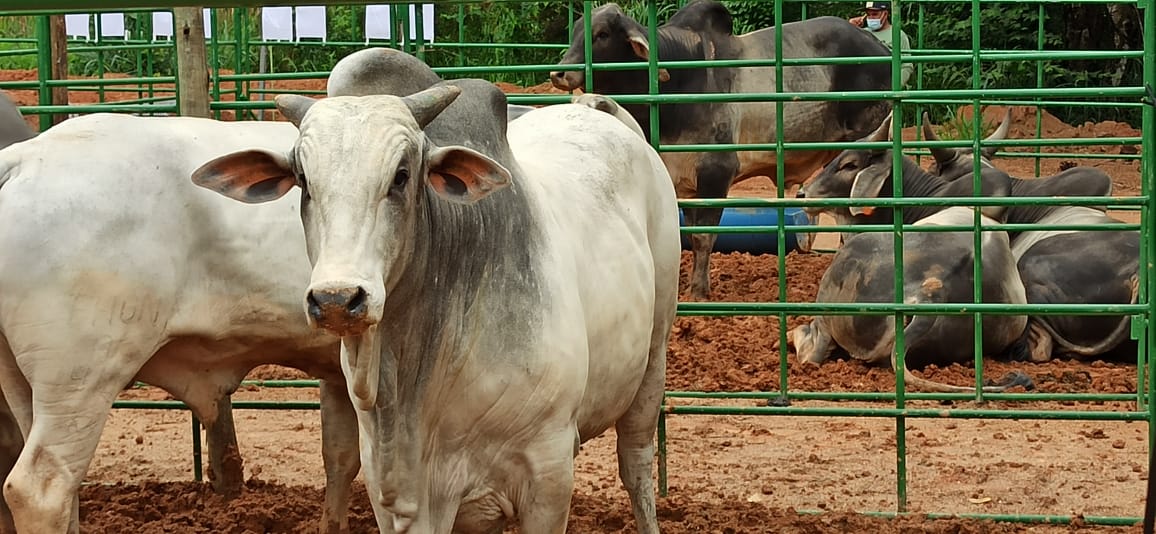 Feiras touros pró-genética 2021