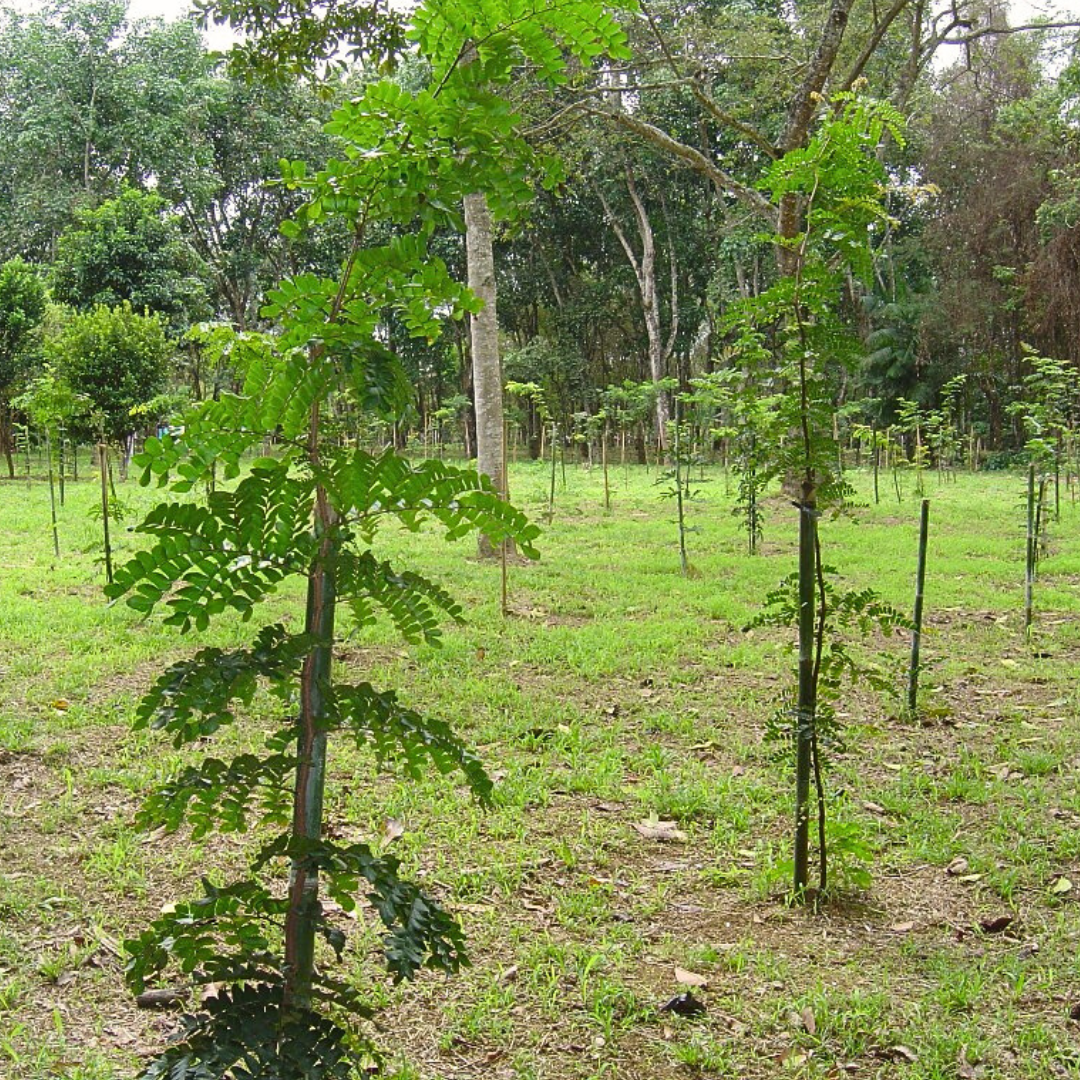 pau-brasil