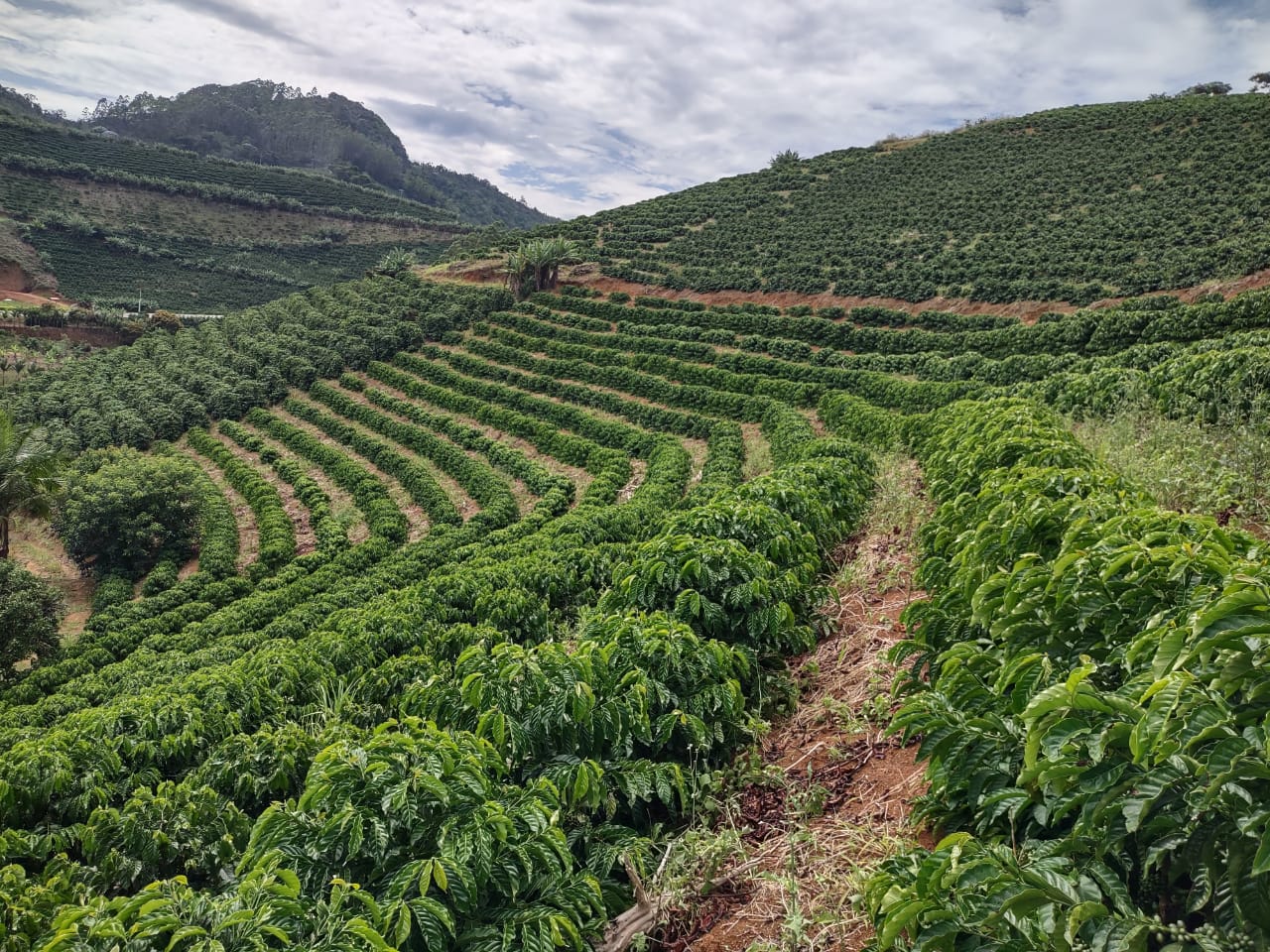 Projeto cultivares café Arábica_Crédito Divulgação Incaper (4)