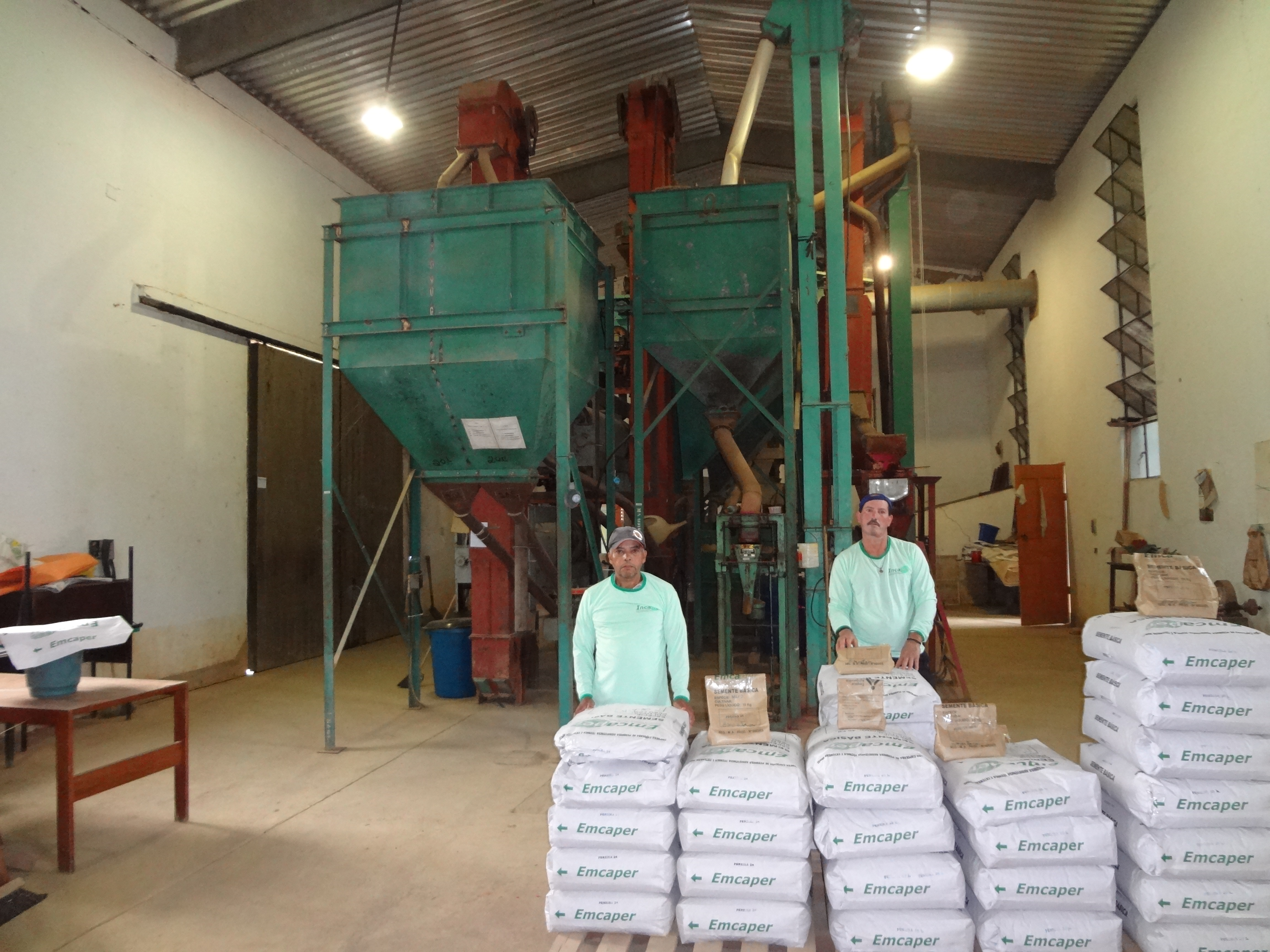 No mês de setembro foram beneficiados, aproximadamente, 1.700 kg de “Milho Capixaba Incaper 203”.
