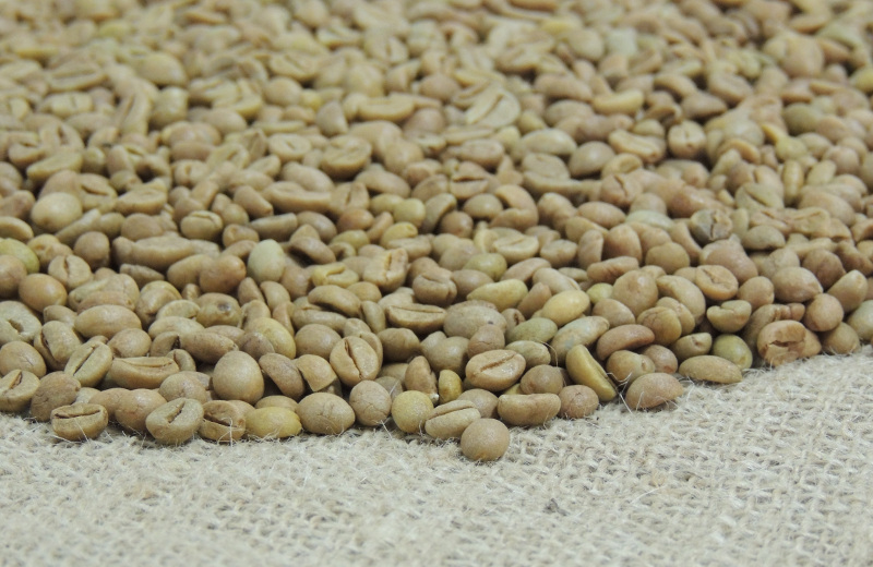 Cultivar Andina: A primeira cultivar de café conilon com potencial