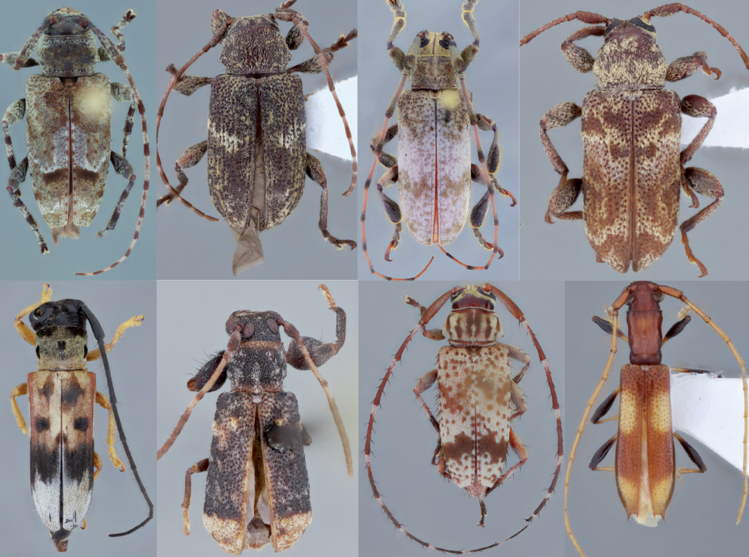 Descoberta 8 insetos