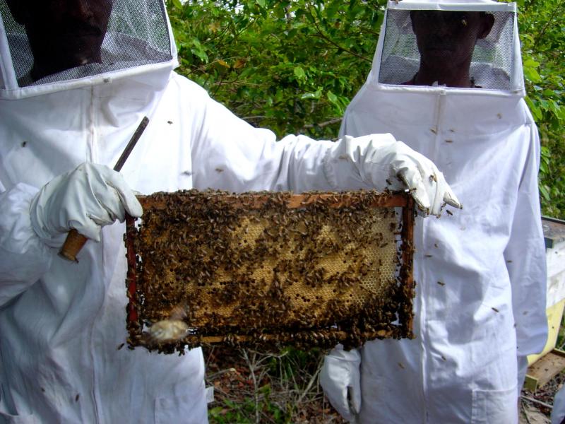 d7c87-apicultura-(4)