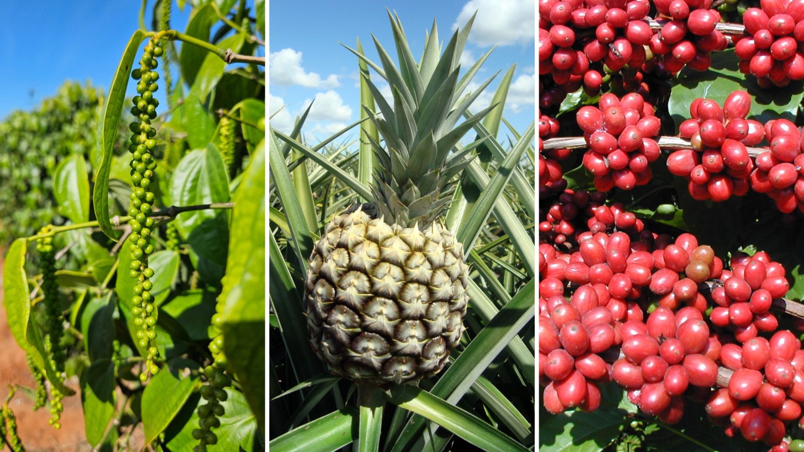 WhatsApp Image 2026-03-16 at 13.44.13