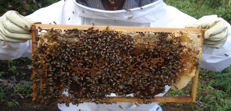 apicultor com abelhas2exportado