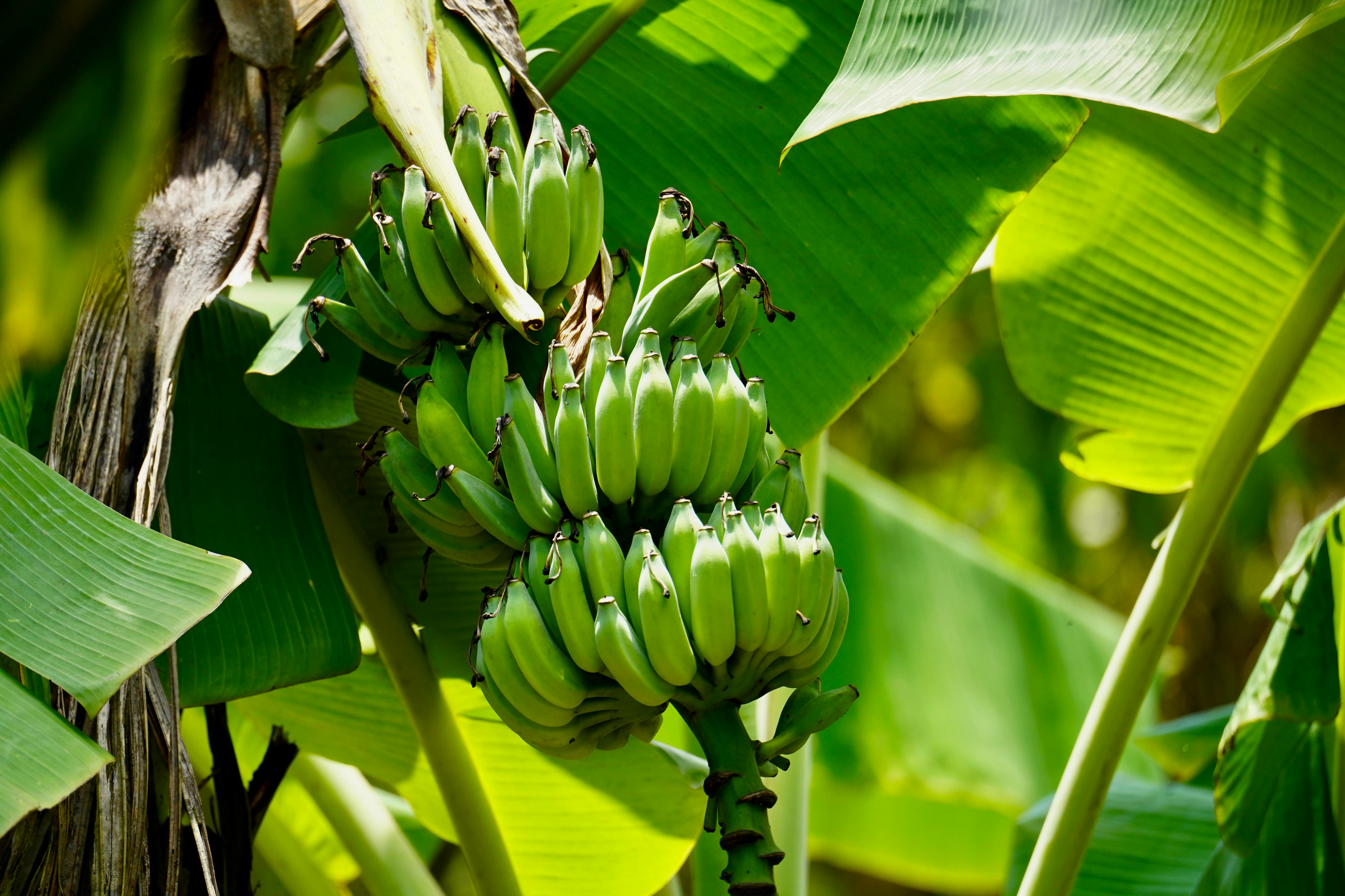 banana_pexels
