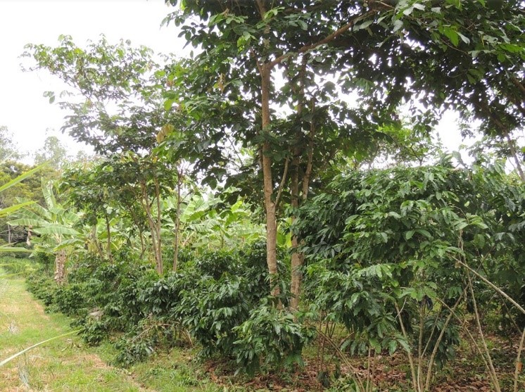 Chapada: Cultivo de cafeeiro robusta/conillon se mostra viável na região  chapadeira como alternativa para a produção de café – Jornal da Chapada