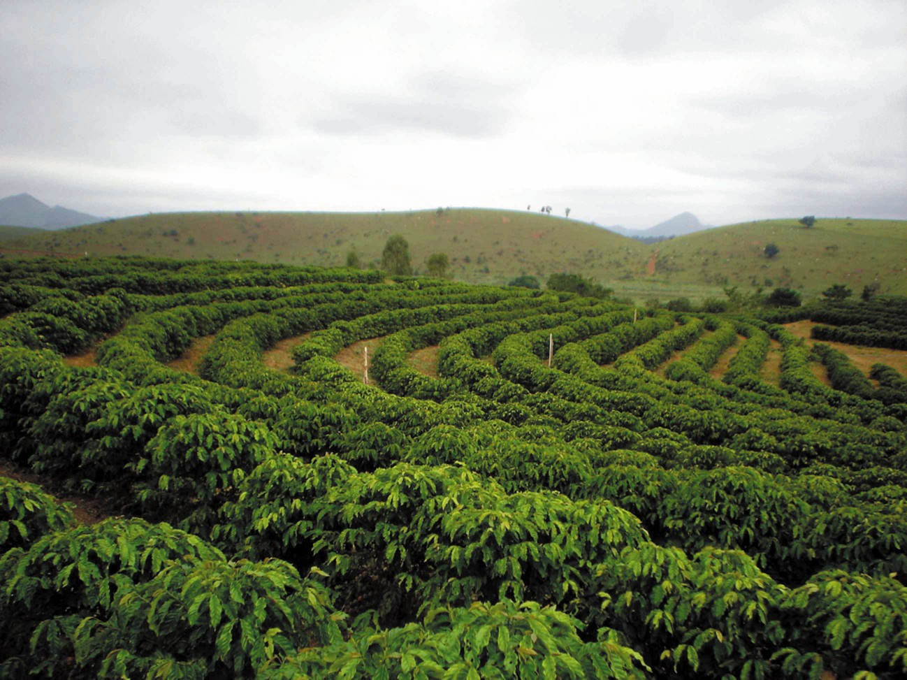 cafe jardins clonais