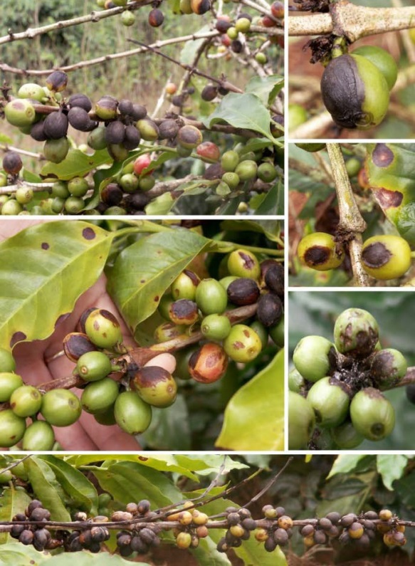 Fungo Colletotrichumem é uma das pragas que afetam a produção cafeeira. 