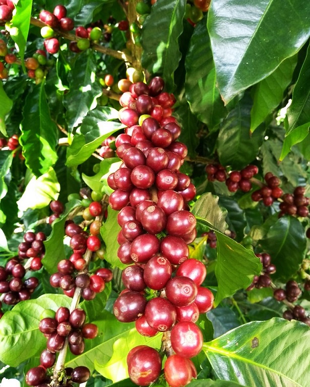 maduro2