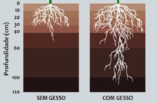 Gesso e adubo fosfatado_raiz de café_Fonte_Nutrisafra|||Fotógrafo:Nutrisafra