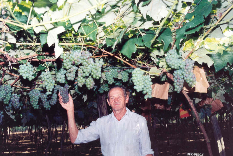 Lavoura em produção Melicio Montebeller pioneiro-1|||Fotógrafo:Arquivo