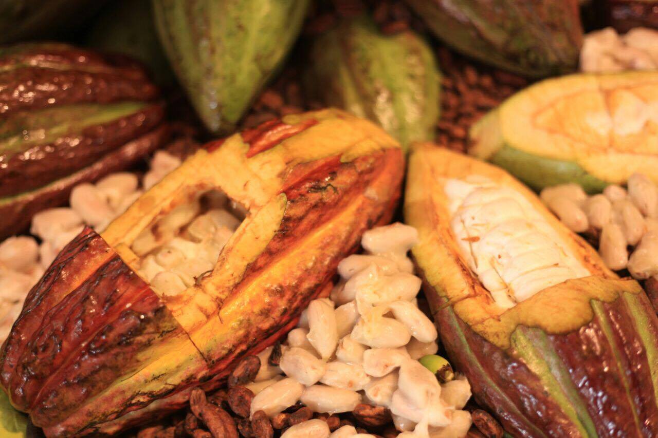 I Festival de Cacau e do Chocolate começou nesta sexta-feira (2) -  em Pedra Azul e abordou os aspectos gerais sobre o cultivo do cacaueiro. 