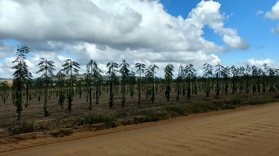 A pimenta-do-reino em Baixo Guandu é uma atividade muito nova -  mas que está conquistando uma parcela de produtores. 