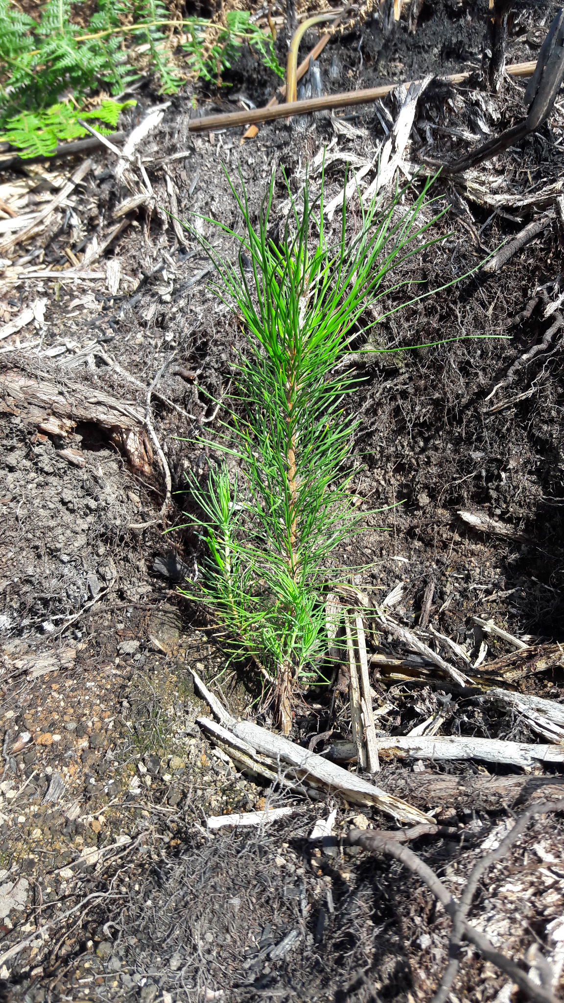 O Programa de Expansão do Plantio de Pinus para produção de goma-resina no Espírito Santo -  o Pró-Resina — lançado em junho pela Seag — tem como objetivo fomentar a silvicultura -  promover o reflorestamento e criar uma atividade de renda alternativa aos produtores rurais.