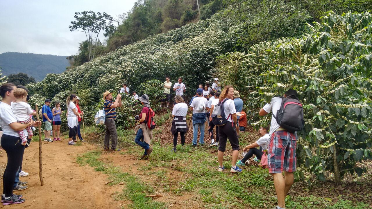 Incaper realiza 3ª Caminhada da Florada do Café em Iúna.