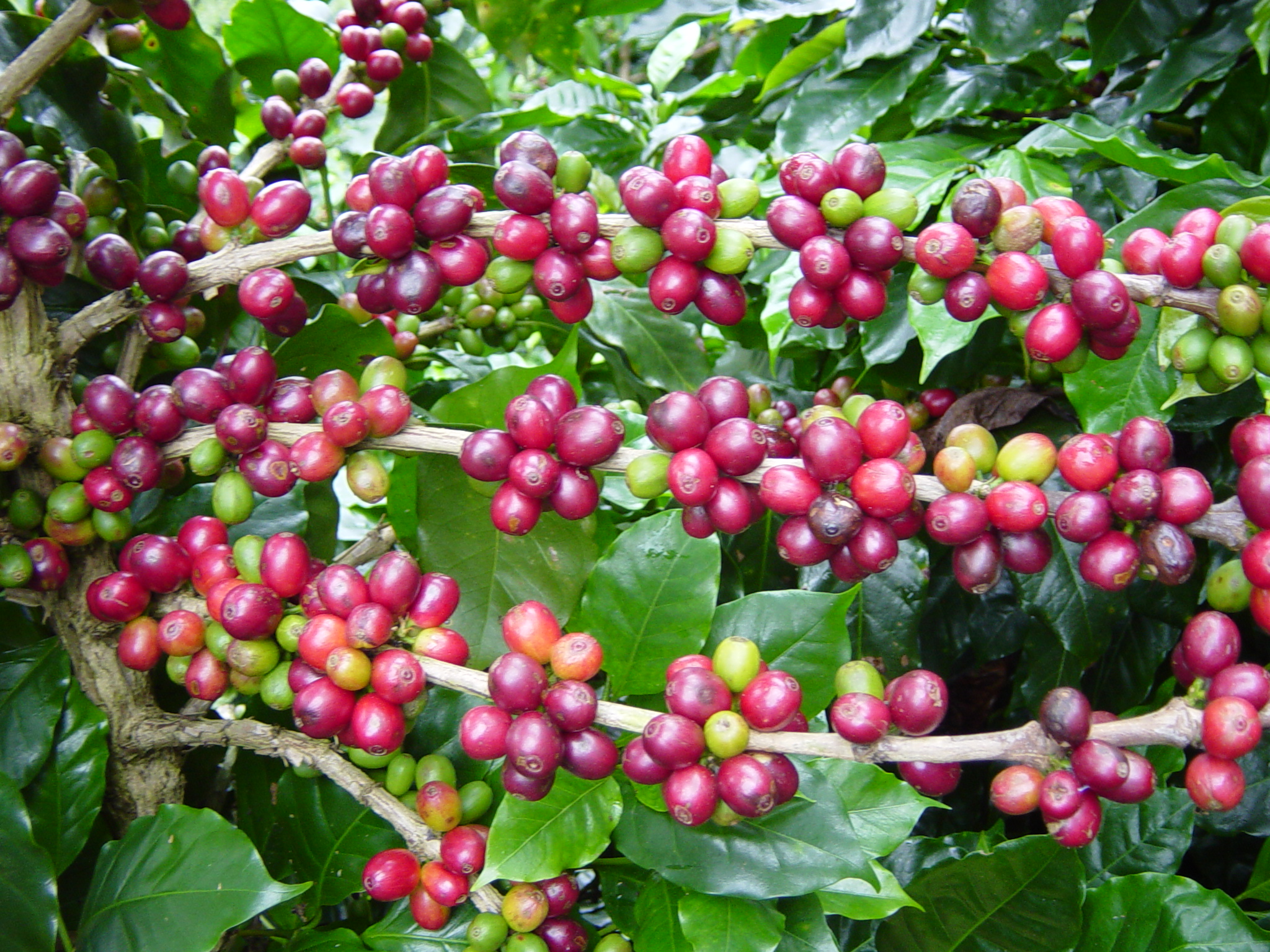 Nesta quinta (10) e sexta-feira (11) -  ocorrerá -  no município de Vargem Alta -  o 14º Simpósio Regional de Café Arábica das Montanhas do Espírito Santo. 