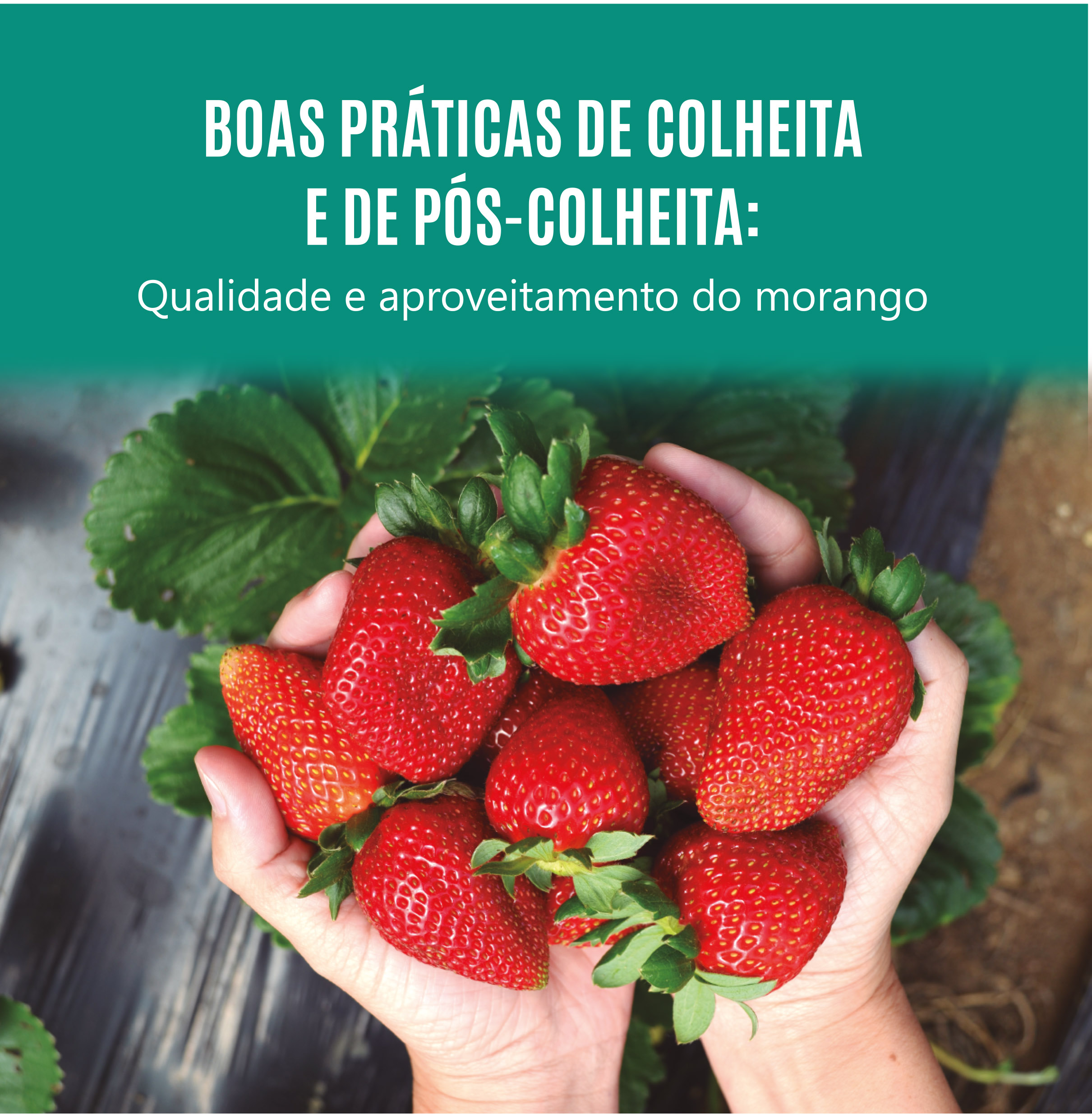 Incaper disponibiliza cartilha sobre boas práticas de colheita e pós-colheita do morango