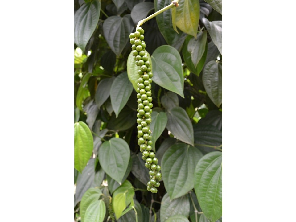 pimenta materia