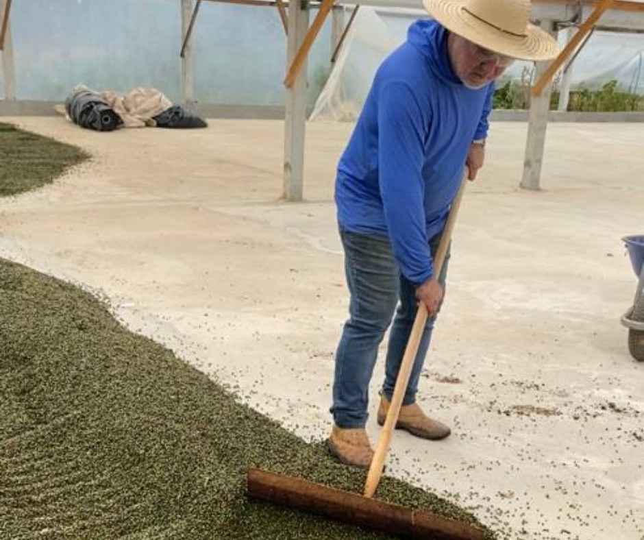 Espírito Santo se consolida no topo da produção nacional de pimenta-do-reino
