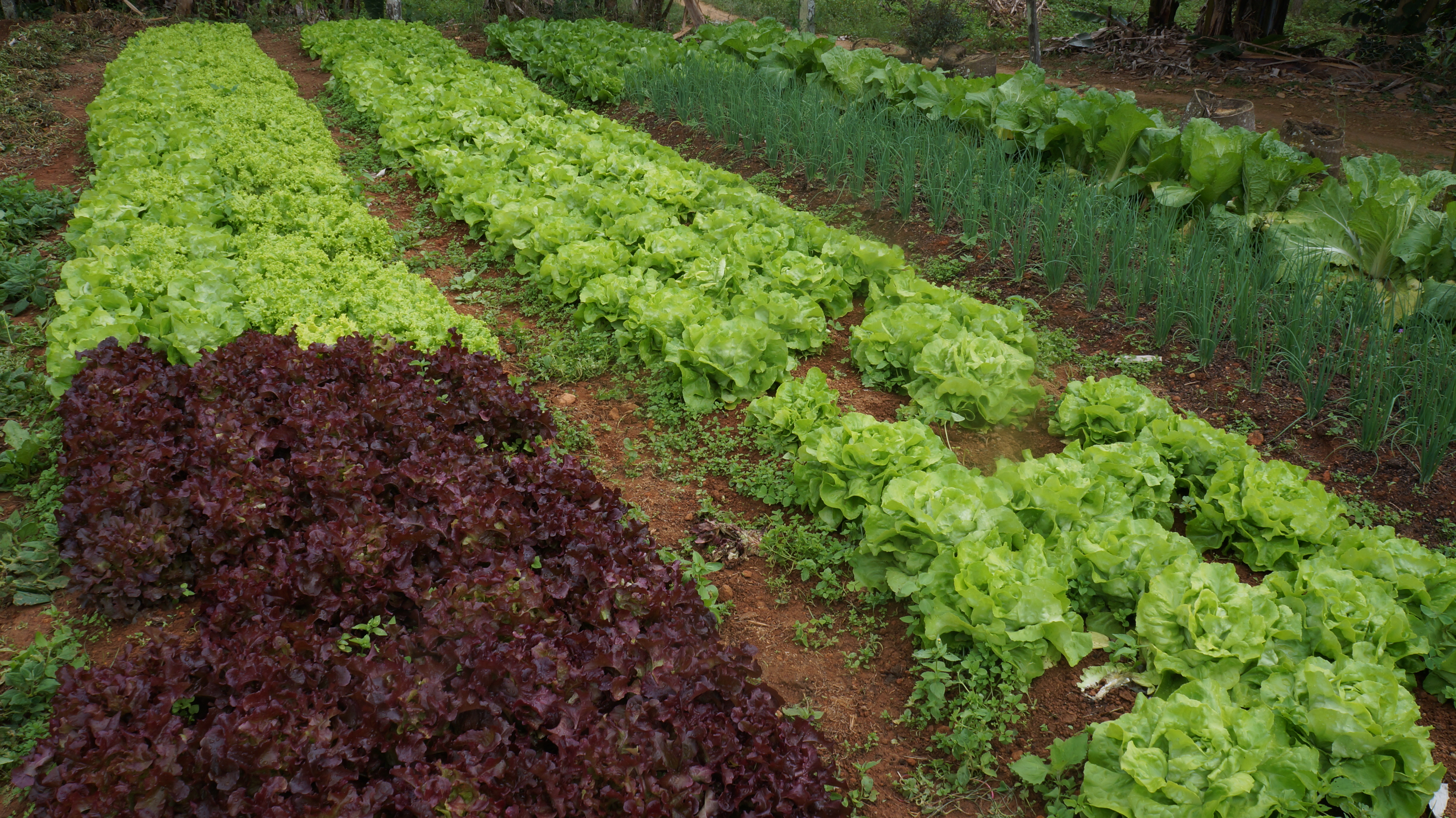 agroecologico