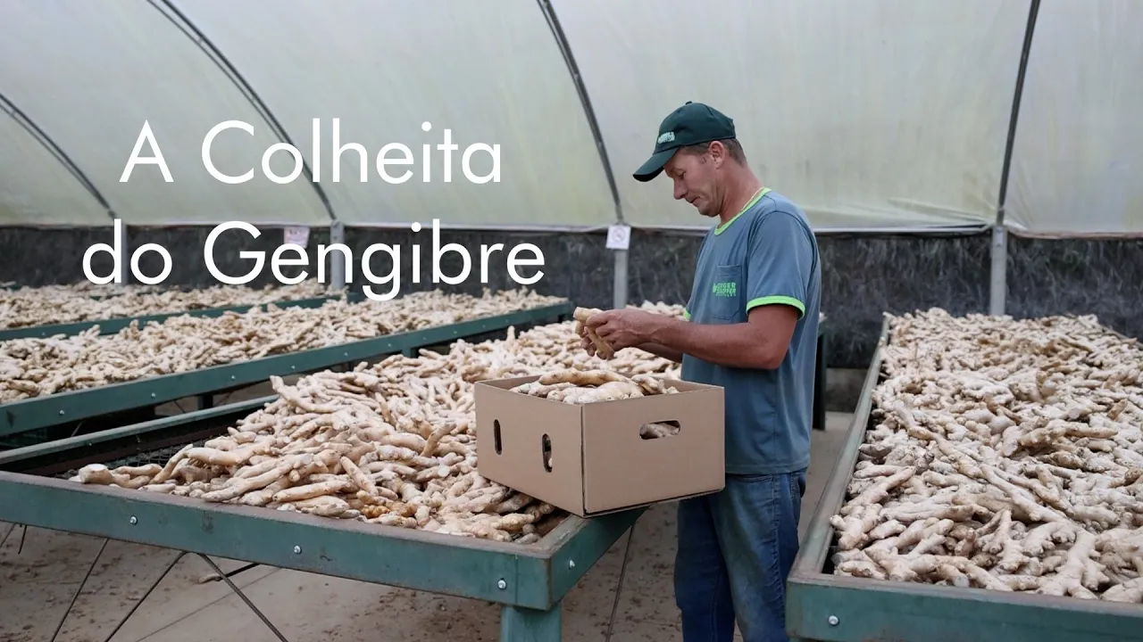 capa-gengibre