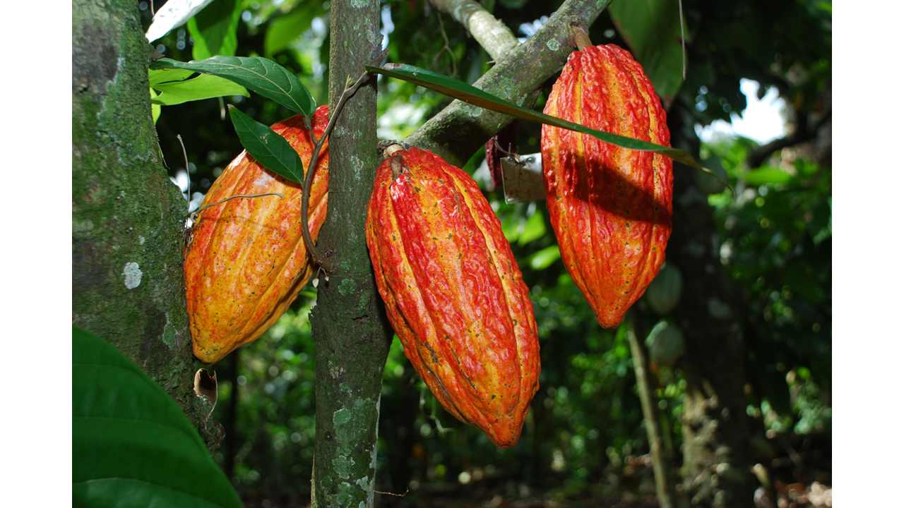 cacaucapa|||Fotógrafo:Divulgação/Incaper