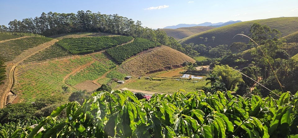 capa materia - conilon de montanha|||Fotógrafo:Daniel Borges/ Incaper