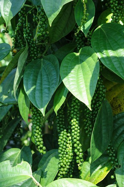 pimenteira-do-reino-1