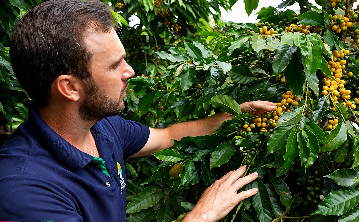 tve_arabica