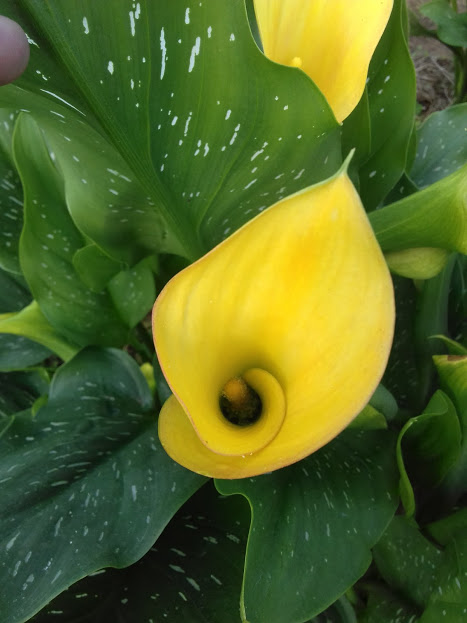 Calla amarela