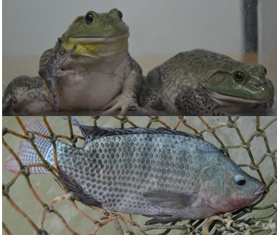 Tilapia e rã