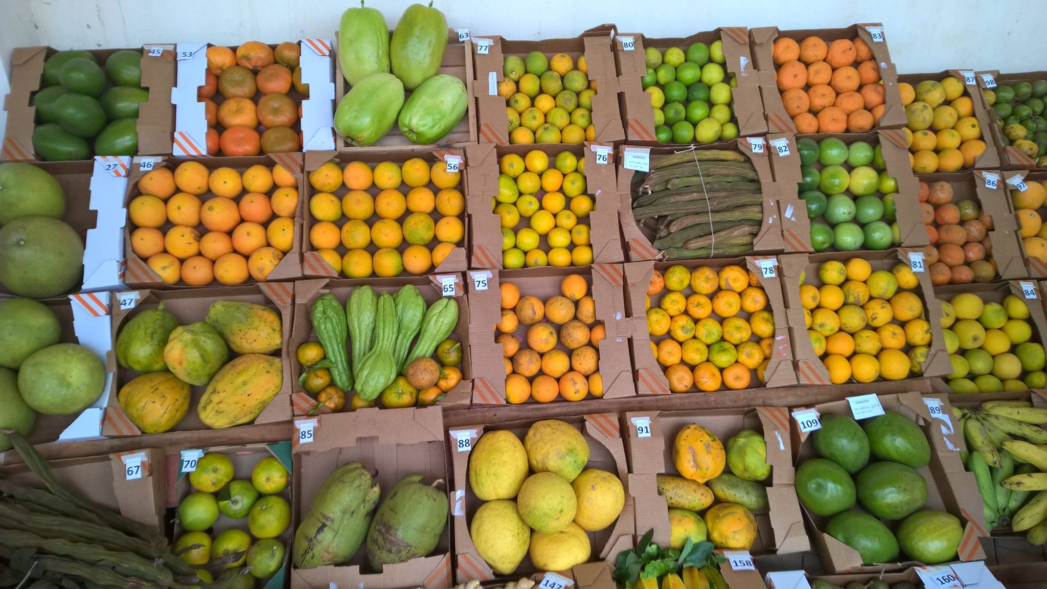 festa_fruta4