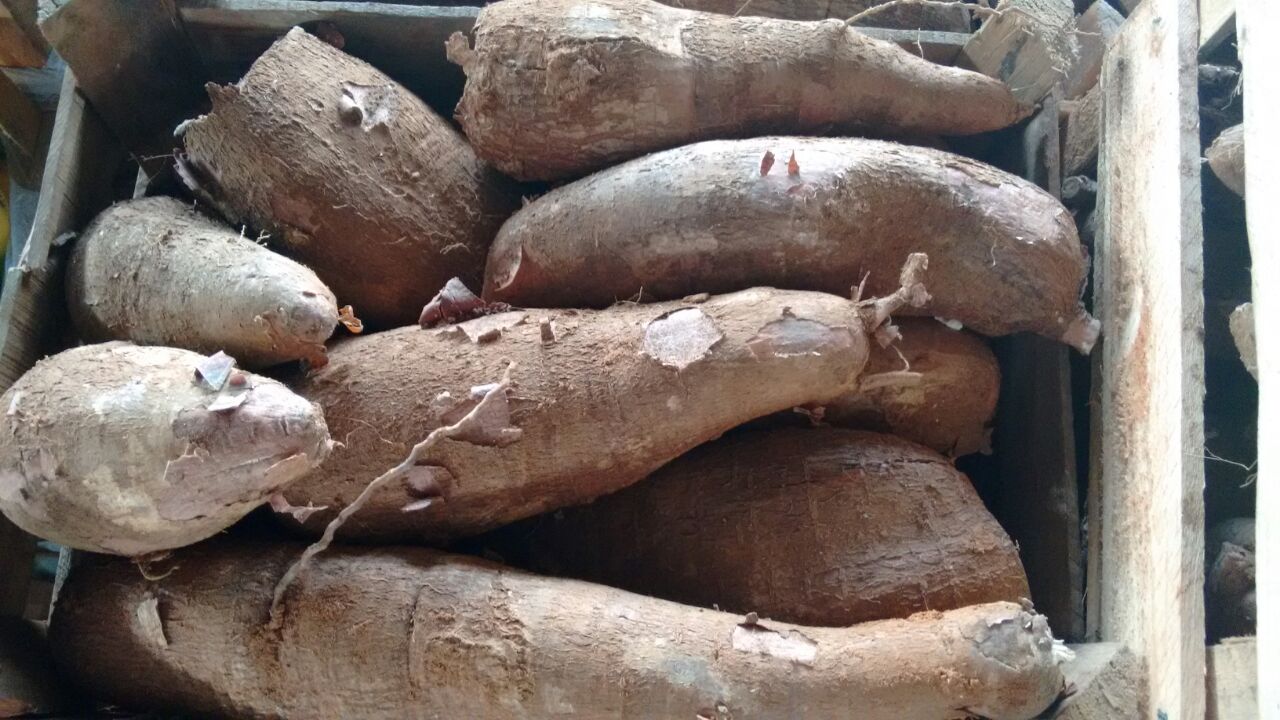 mandioca1