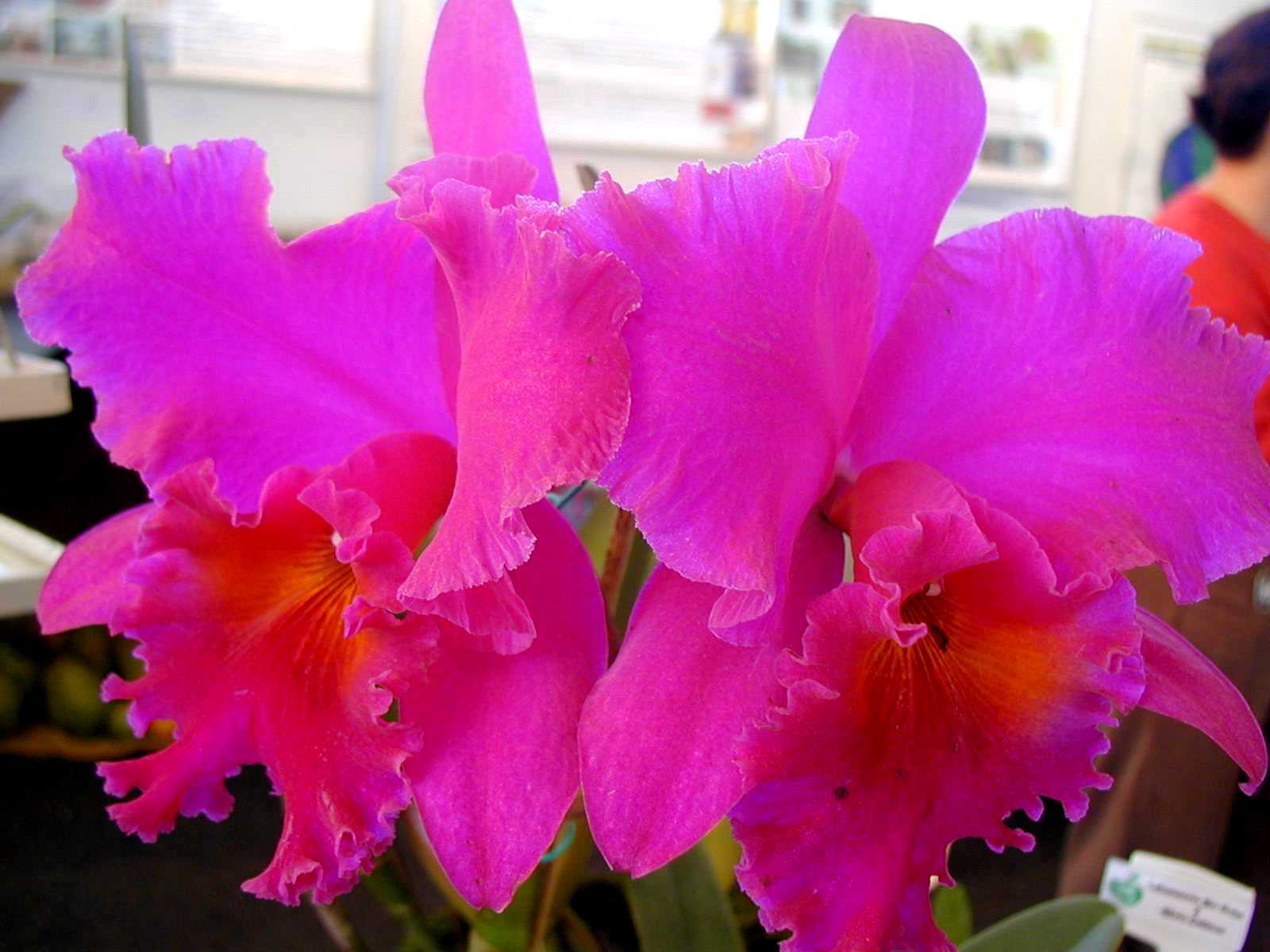 91010128 - 2Âª Hortifeira - OrquÃ­dea|||Fotógrafo:Arquivo / Incaper