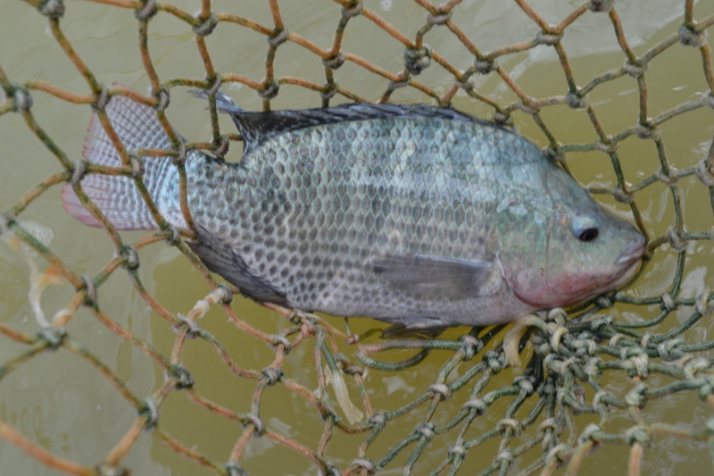 Incaper_tilapia_Arquivo|||Fotógrafo:Incaper / Arquivo