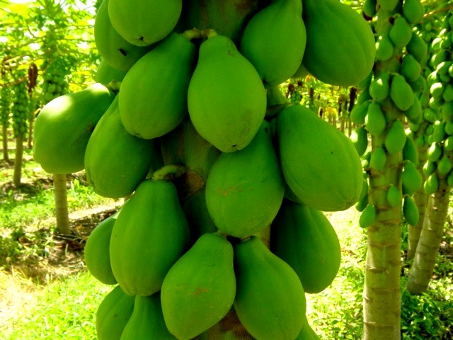 planta mamao