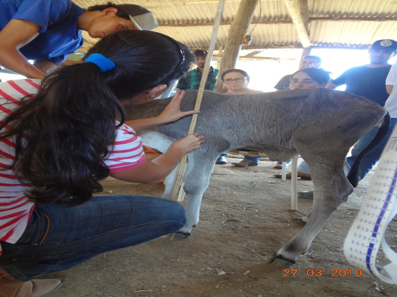 Aferir a altura dos animais ao nascimento2