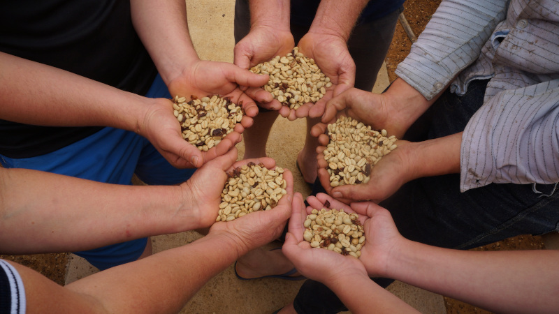 Incaper_arabica_2_arquivo|||Fotógrafo:Incaper/Arquivo